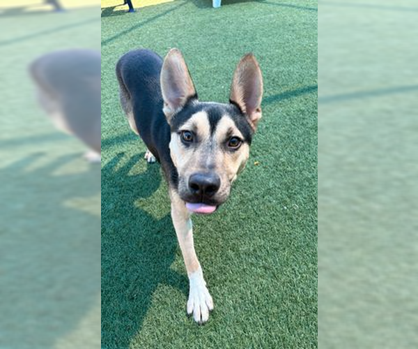 Medium Photo #5 German Shepherd Dog-Unknown Mix Puppy For Sale in Woodbury, NY, USA