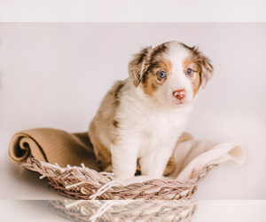 Miniature Australian Shepherd Puppy for sale in HICKORY, NC, USA