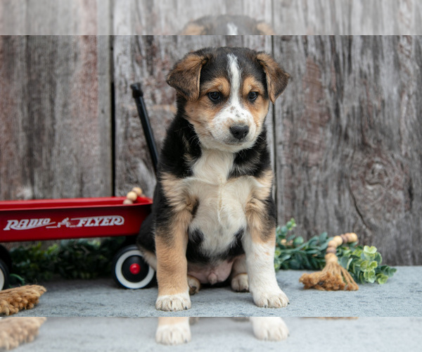 Medium Photo #3 Australian Cattle Dog-Miniature Australian Shepherd Mix Puppy For Sale in SULLIVAN, OH, USA