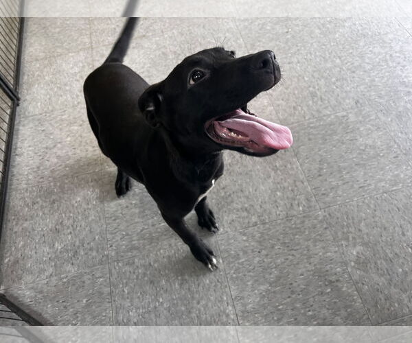 Medium Photo #2 American Bulldog-Unknown Mix Puppy For Sale in Royal Palm Beach, FL, USA