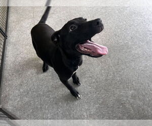 Hestia - Female American Bulldog-Unknown Mix Dog for Adoption - Photo #2
