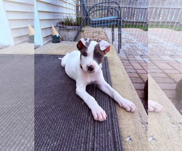 Medium Photo #2 Mutt Puppy For Sale in Plainfield, IL, USA