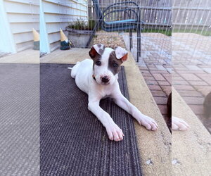 Pooh Bear - Male Mutt Dog for Adoption - Photo #2