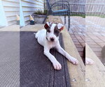 Small Photo #2 Mutt Puppy For Sale in Plainfield, IL, USA