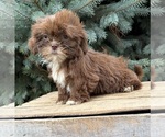 Lainey - Female Shih Tzu Puppy for Sale - Photo #2