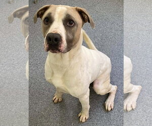 Mutt Dogs for adoption in Low Moor, VA, USA