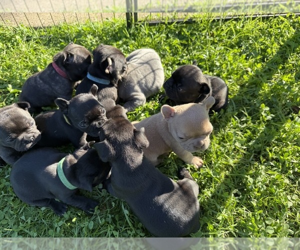 Medium Photo #1 French Bulldog Puppy For Sale in ZANESVILLE, OH, USA