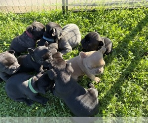 French Bulldog Puppy for sale in ZANESVILLE, OH, USA