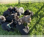 Small French Bulldog