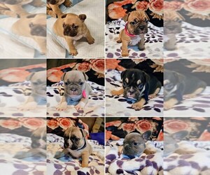 French Bulldog Litter for sale in LODI, CA, USA