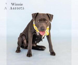 Mutt Dogs for adoption in Conroe, TX, USA