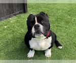 Small #1 American Pit Bull Terrier