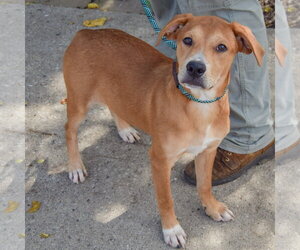 Shelby - Female Black Mouth Cur-Unknown Mix Dog for Adoption - Photo #3