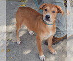 Small Photo #3 Black Mouth Cur-Unknown Mix Puppy For Sale in Huntley, IL, USA