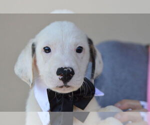 Mutt Dogs for adoption in McKinney, TX, USA