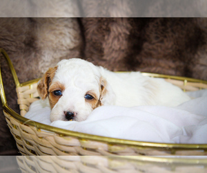 Sheepadoodle Puppy for sale in FAYETTEVILLE, NC, USA