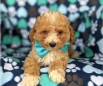 Small Photo #8 Poodle (Miniature) Puppy For Sale in HOLTWOOD, PA, USA