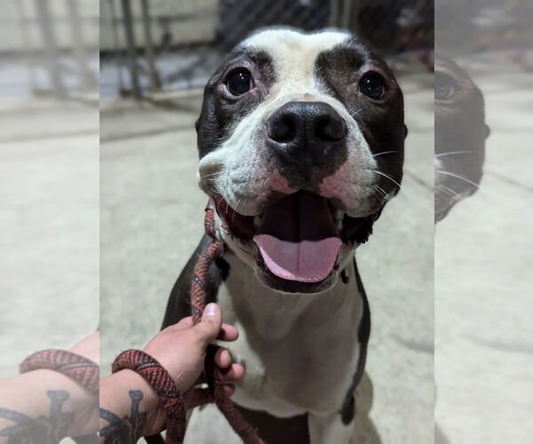 Medium Photo #8 American Pit Bull Terrier-Unknown Mix Puppy For Sale in Techny, IL, USA