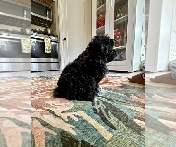 Medium Photo #2 Bichpoo-Poodle (Miniature) Mix Puppy For Sale in LOS ANGELES, CA, USA