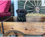 Small Photo #23 Rotticorso Puppy For Sale in REEVESVILLE, SC, USA