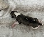 Small #5 Whippet