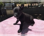 Small Photo #1 German Shepherd Dog Puppy For Sale in VACAVILLE, CA, USA