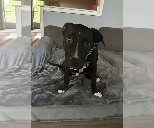Medium Photo #4 American Pit Bull Terrier-American Staffordshire Terrier Mix Puppy For Sale in Caribou, ME, USA