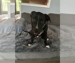 Small #3 American Pit Bull Terrier-American Staffordshire Terrier Mix