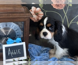Cavalier King Charles Spaniel Puppy for sale in ABILENE, TX, USA