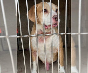 Mutt Dogs for adoption in Oklahoma City, OK, USA