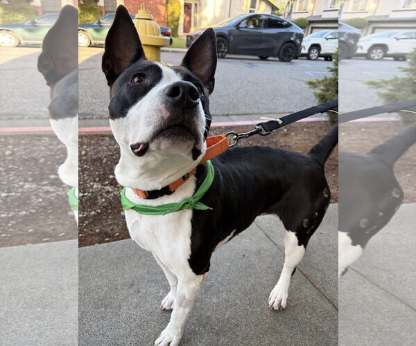 Medium Photo #3 Bull Terrier-Unknown Mix Puppy For Sale in San Jose, CA, USA