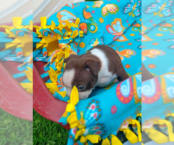 Medium Photo #5 Boston Terrier Puppy For Sale in AUBURNDALE, WI, USA
