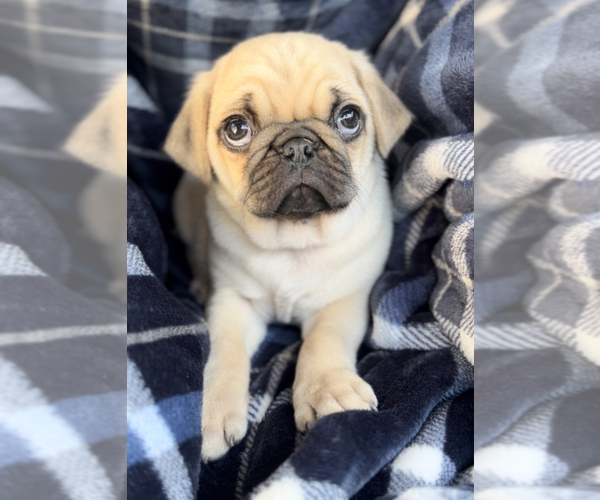 View Ad Pug Puppy for Sale near Michigan, EDWARDSBURG, USA. ADN704639