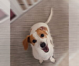 Dachshund Dogs for adoption in Menifee, CA, USA