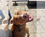 Small #3 American Pit Bull Terrier