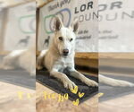 Small #1 German Shepherd Dog-Huskies  Mix
