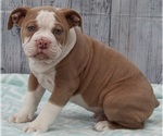 Small Photo #3 Olde English Bulldogge Puppy For Sale in FREDERICKSBURG, OH, USA