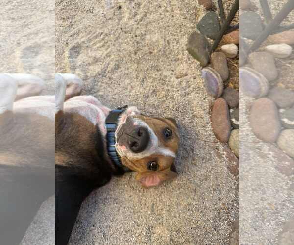Medium Photo #6 Beagle Puppy For Sale in Las Vegas, NV, USA