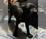 Puppy Mia Cane Corso