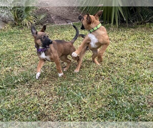 Medium Photo #5 Mutt Puppy For Sale in Imlay City, MI, USA