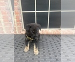 Small Photo #2 German Shepherd Dog Puppy For Sale in LANCASTER, TX, USA