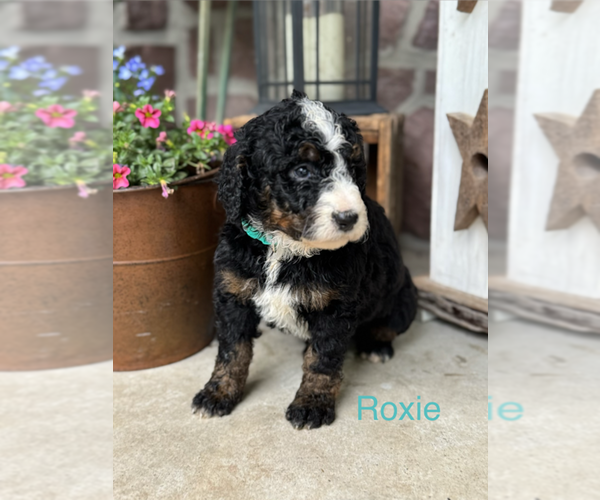 Medium Photo #6 Bernedoodle (Miniature) Puppy For Sale in DENVER, PA, USA