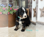 Puppy Roxie Bernedoodle (Miniature)