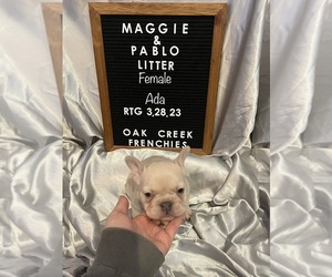 French Bulldog Puppy for sale in FOSS, OK, USA
