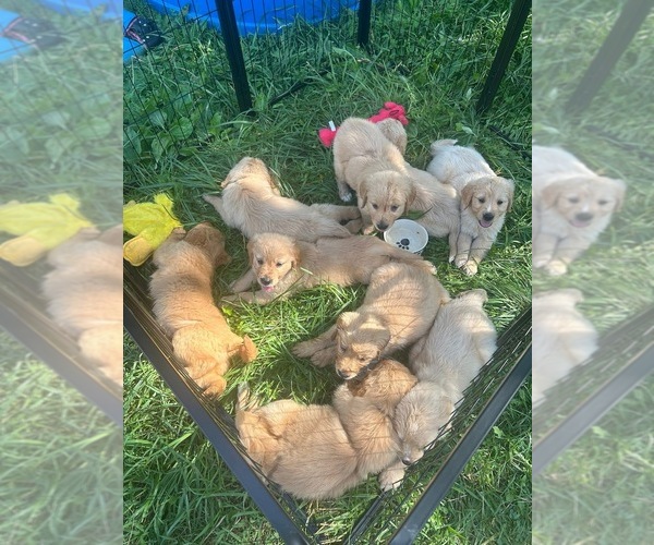 Medium Photo #1 Golden Retriever Puppy For Sale in ASHLAND, OH, USA