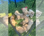 Image preview for Ad Listing. Nickname: Litter of 8