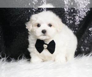 Maltese Litter for sale in WARSAW, IN, USA