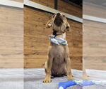 Small #7 American Pit Bull Terrier Mix