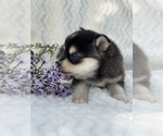 Puppy Blossom Alaskan Klee Kai-Pomsky Mix