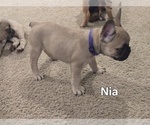 Puppy Nia French Bulldog